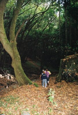 0586282-R1-036-16A.jpg, A 'UC Santa Cruz Porter Caves & the Hell Hole' image with ID# 7231